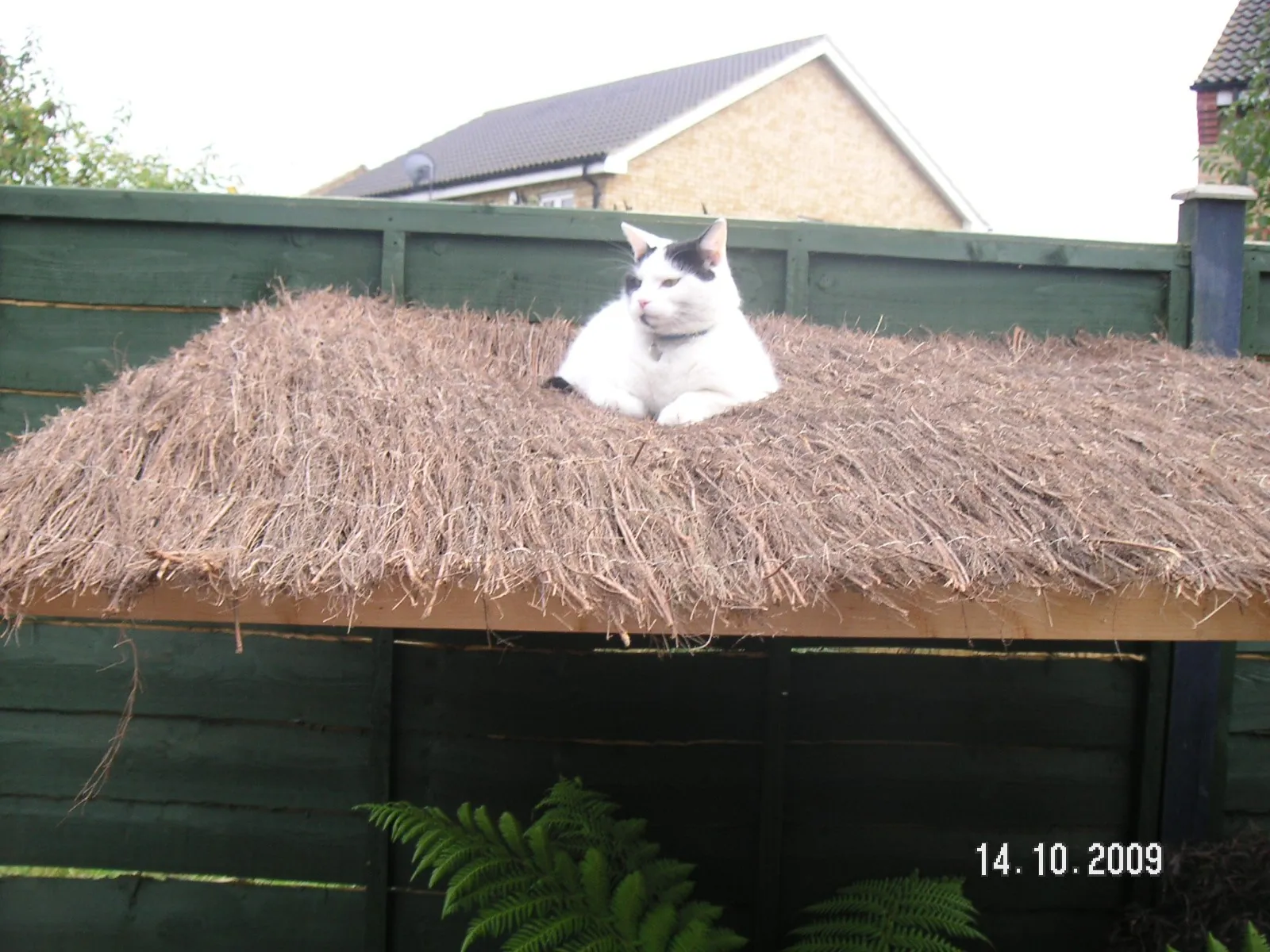 Robinson crusoe shelter & marshall (4)